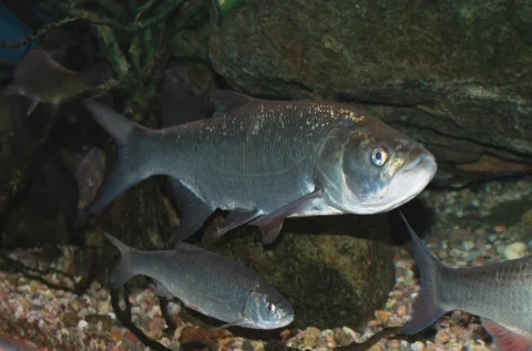 Avat (Aspius aspius)