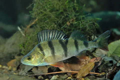 Biban (Perca fluviatilis)
