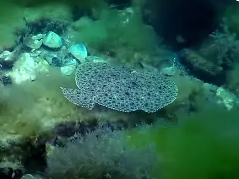 Calcan (Scophthalmus maeoticus), văzut din partea ventrală