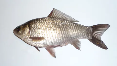 Caras (Carassius gibelio)
