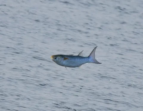 Chefal (Mugil cephalus)