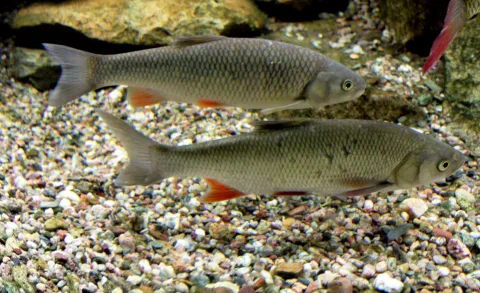Clean (Squalius cephalus)