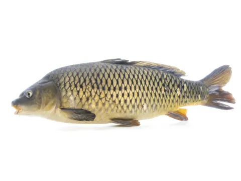 Crap (Cyprinus carpio)
