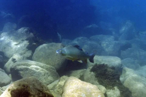 Lipan (Thymallus thymallus)