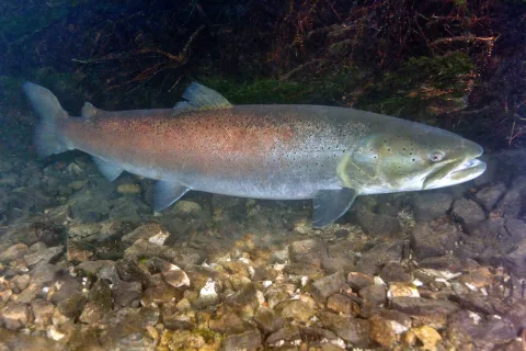 Lostrița (Hucho hucho) — specie protejată
