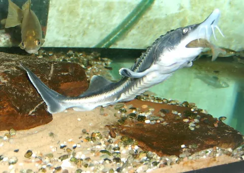 Morun (Huso huso) — specie protejată