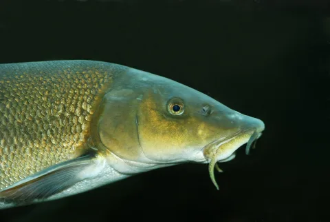 Mreană (Barbus barbus)
