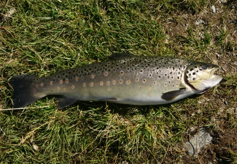 Păstrăv (Salmo trutta fario)
