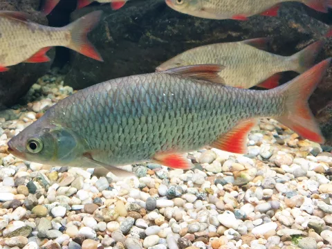 Roșioară (Scardinius erythrophthalmus)