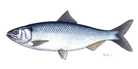 Scrumbie de Dunăre (Alosa immaculata)