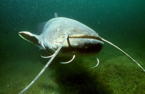 Somn (Silurus glanis)