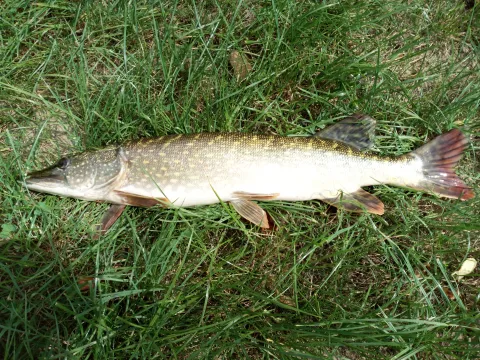 Știucă (Esox lucius)